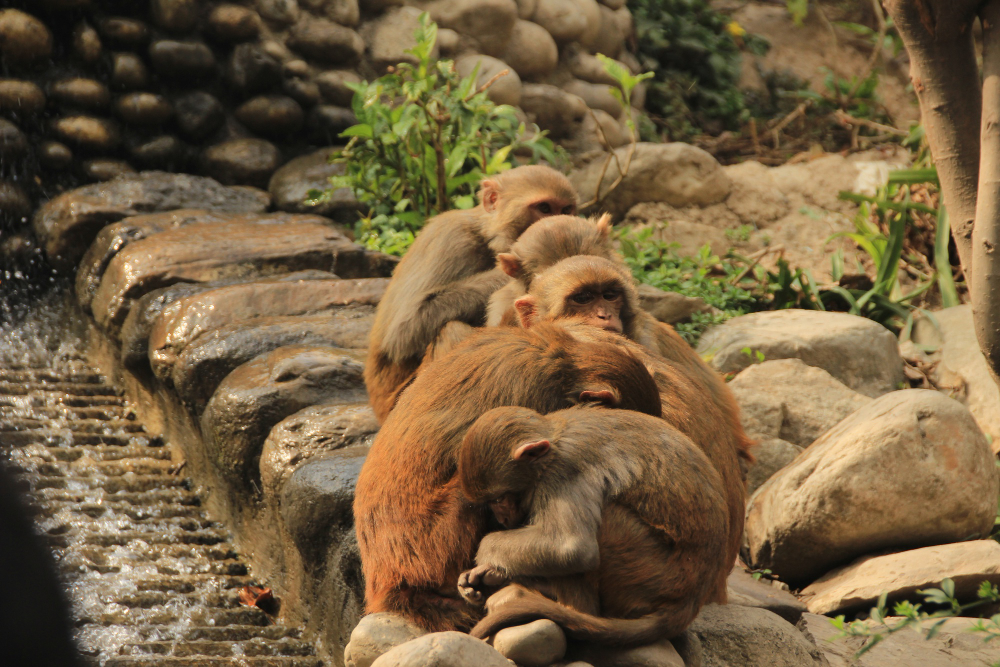 Rüyada Hayvanlar Görmek Hayvanat Bahçesi Gençgazete (6)
