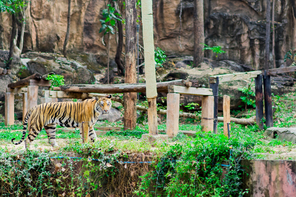 Rüyada Hayvanlar Görmek Hayvanat Bahçesi Gençgazete (7)