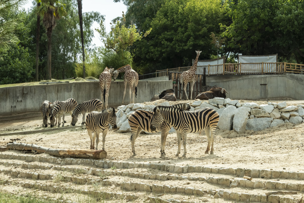 Rüyada Hayvanlar Görmek Hayvanat Bahçesi Gençgazete (8)