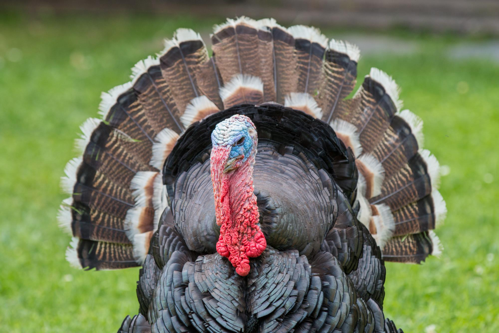 Rüyada Hindi Görmek Dini Rüya Tabirleri Gençgazete (3)