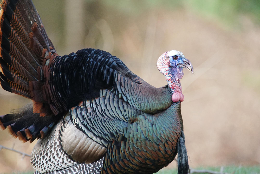 Rüyada Hindi Görmek Dini Rüya Tabirleri Gençgazete (8)