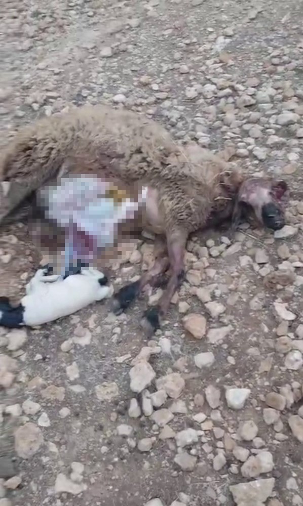 Şanlıurfa'da Sürüye Saldıran Kurt 18 Koyunu Telef Etti (1)