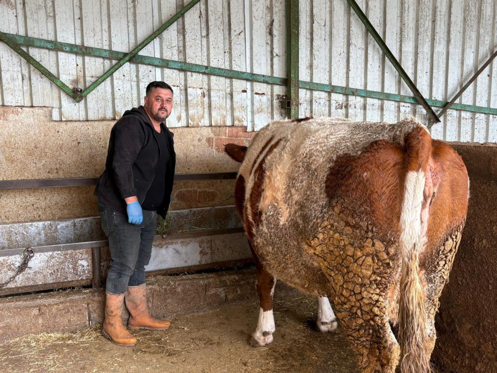 Şap Hastalığı Yenişehir’de Söndü! Üreticiler Destek Bekliyor (2)