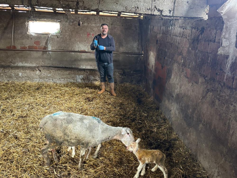 Şap Hastalığı Yenişehir’de Söndü! Üreticiler Destek Bekliyor (3)