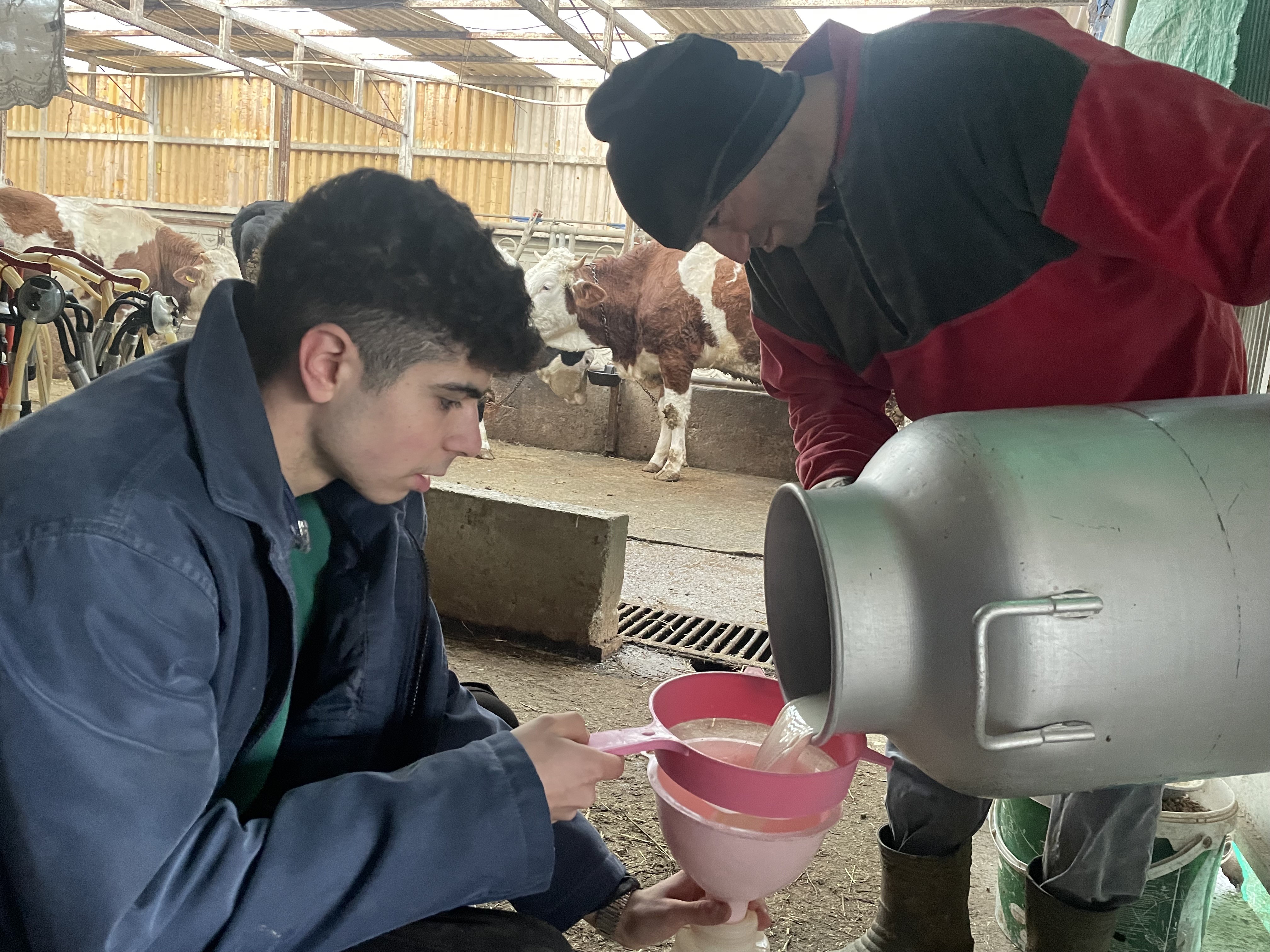 Şapın Vurduğu Üreticiler Süt Fiyatında Güncelleme Istiyor (1)