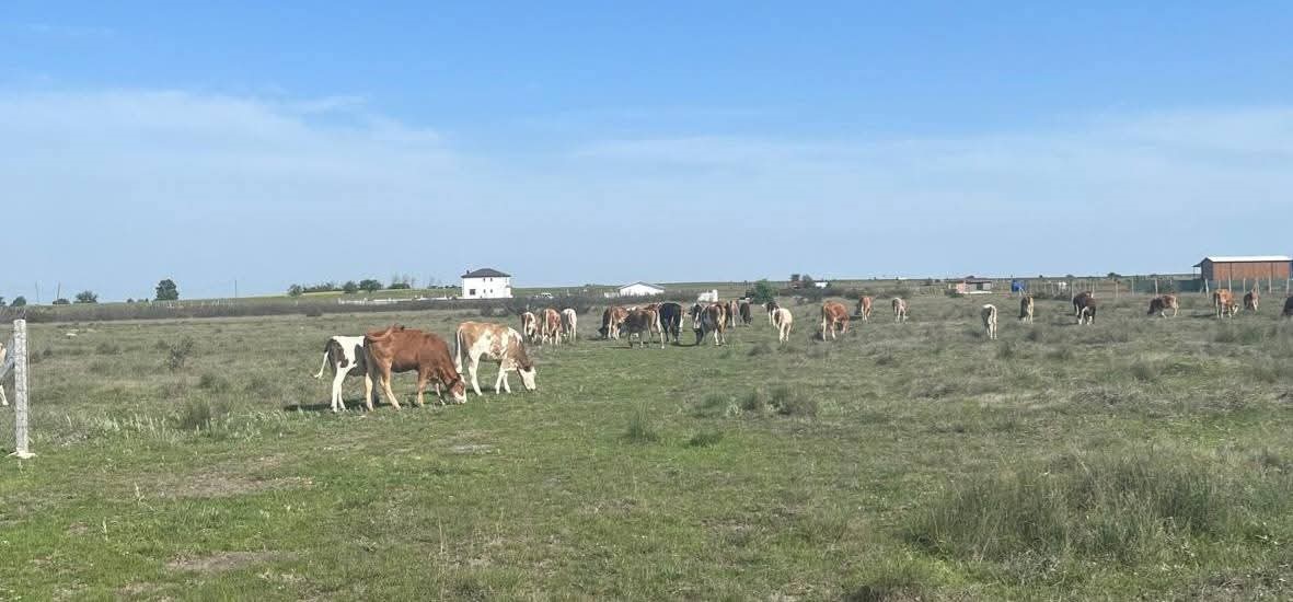 Saray'da Kaçak Yollarla Getirilen 9 Büyükbaş Hayvan Kesime Gönderildi (2)