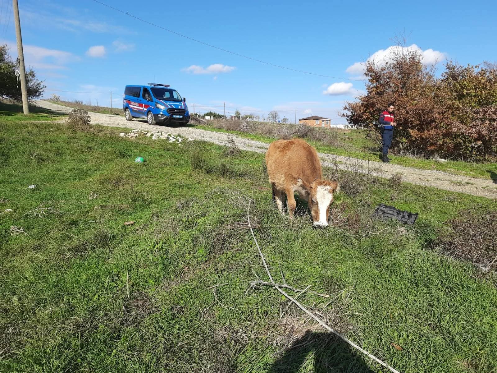 Saray'da Kaçak Yollarla Getirilen 9 Büyükbaş Hayvan Kesime Gönderildi (3)