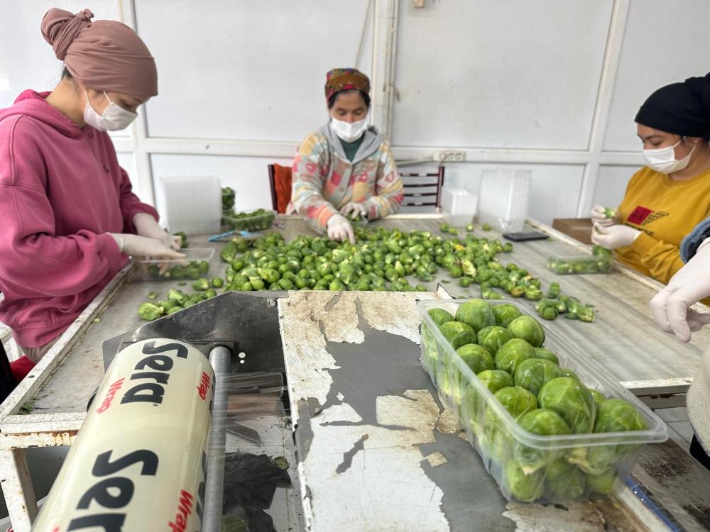 Şifa Deposu Bursa’da! Rusya Ve Hollanda İznik'ten Alıyor (3)