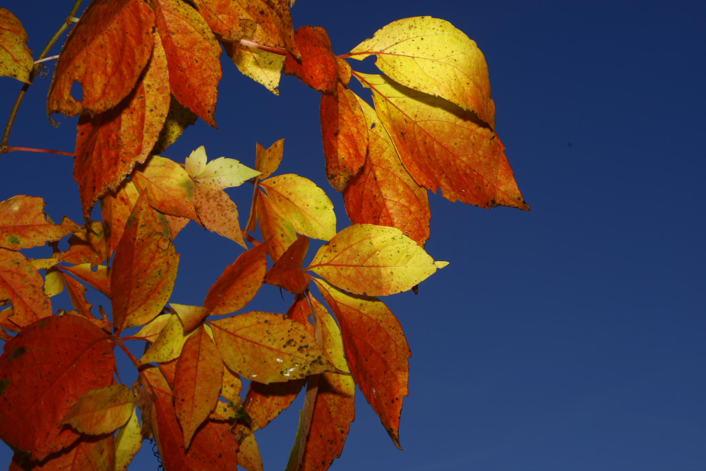 Ağaçlar Neden Yaprak Döker Gençgazete (10)