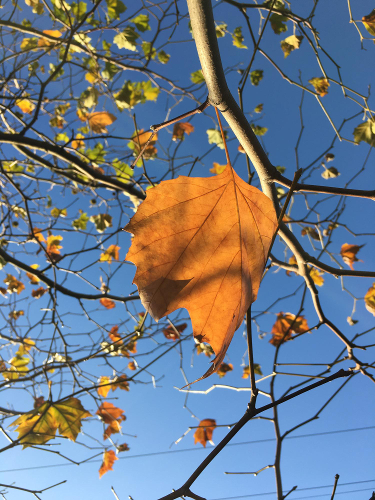 Ağaçlar Neden Yaprak Döker Gençgazete (13)