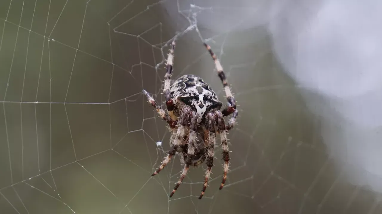 Araknofobi Nedir, Örümcek Korkusu Neden Bu Kadar Şiddetli Yaşanır (2)