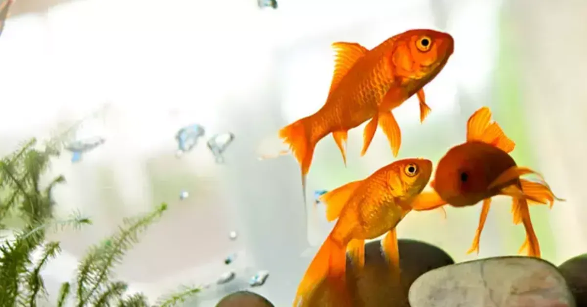 Balıklar Uyur Mu Gencgazete