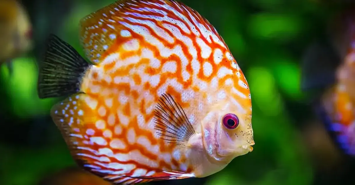 Balıklar Uyur Mu2 Gencgazete