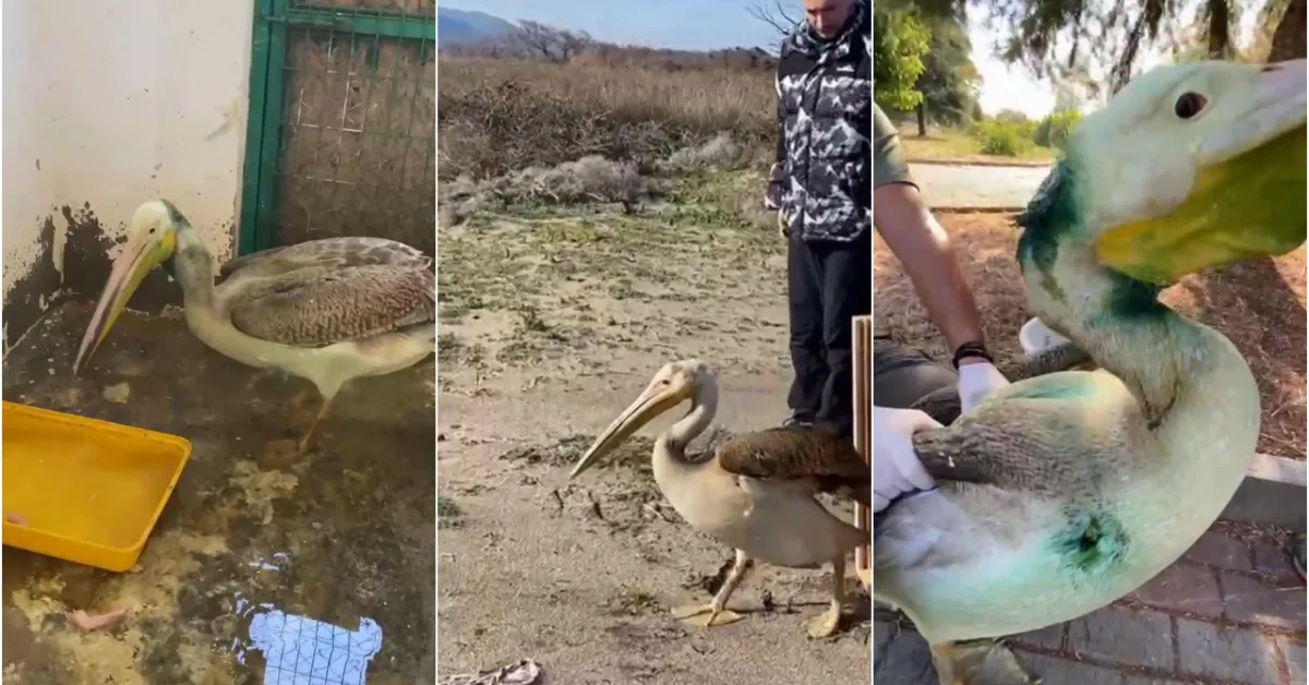 Bursa'da 5 Aylık Yaşam Mücadelesi Kanat Çırparak Özgürlüğe Uçtu! (2)