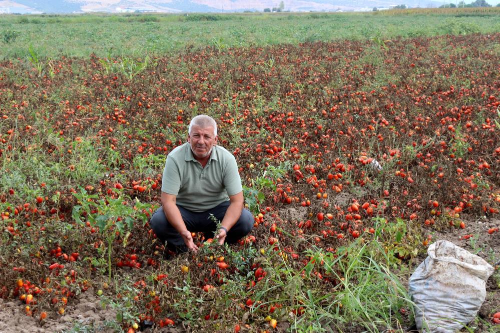 Bursa'da Çiftçi İsyanda! “Bu Maliyetlerle Üretim Yapılamaz” (1)