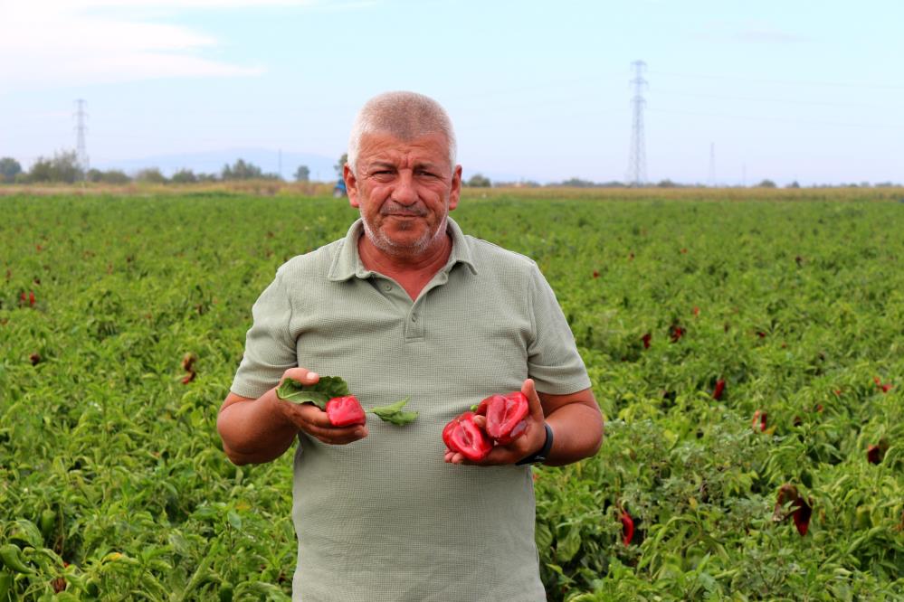 Bursa'da Çiftçi İsyanda! “Bu Maliyetlerle Üretim Yapılamaz” (2)