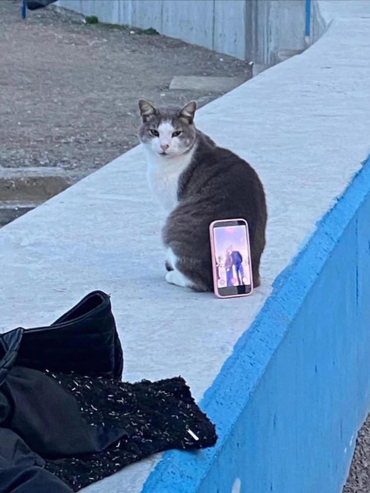 Bursa'da Çok Ilginç Görüntüler! Tripod Yerine Kedi Kullandılar (2)