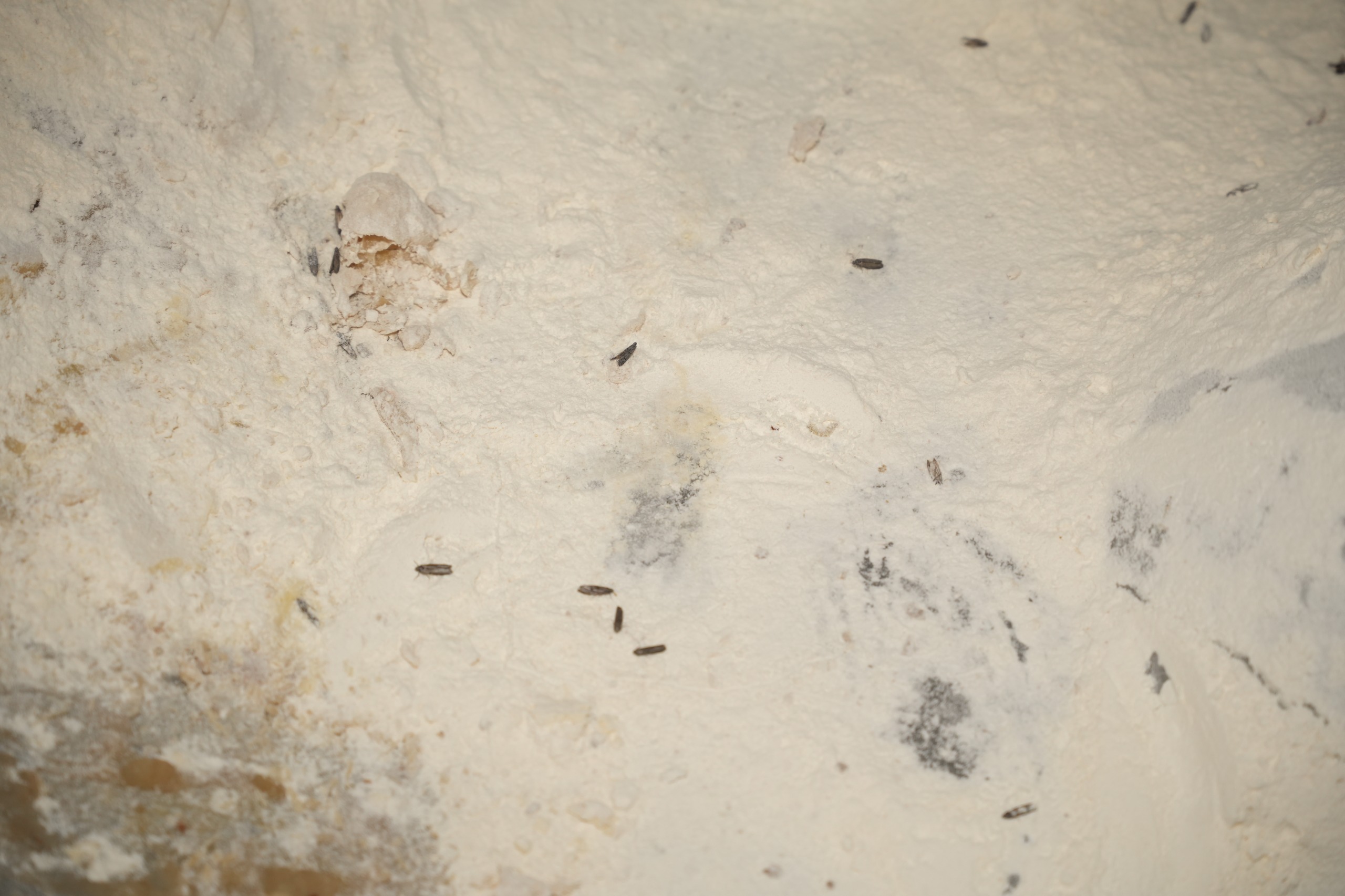 Bursa'da Ekmek Fabrikasında Skandal! Bakın Ekmeğin Içinden Ne Çıktı (3)