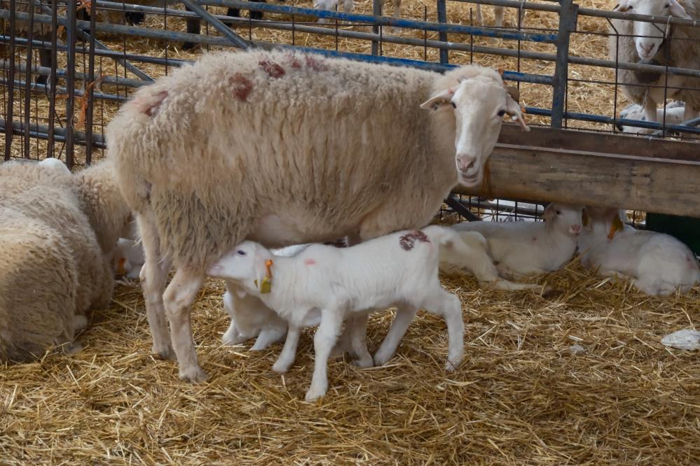 Bursa'da Küçükbaşa Yönelik Önemli Projeler! (1)