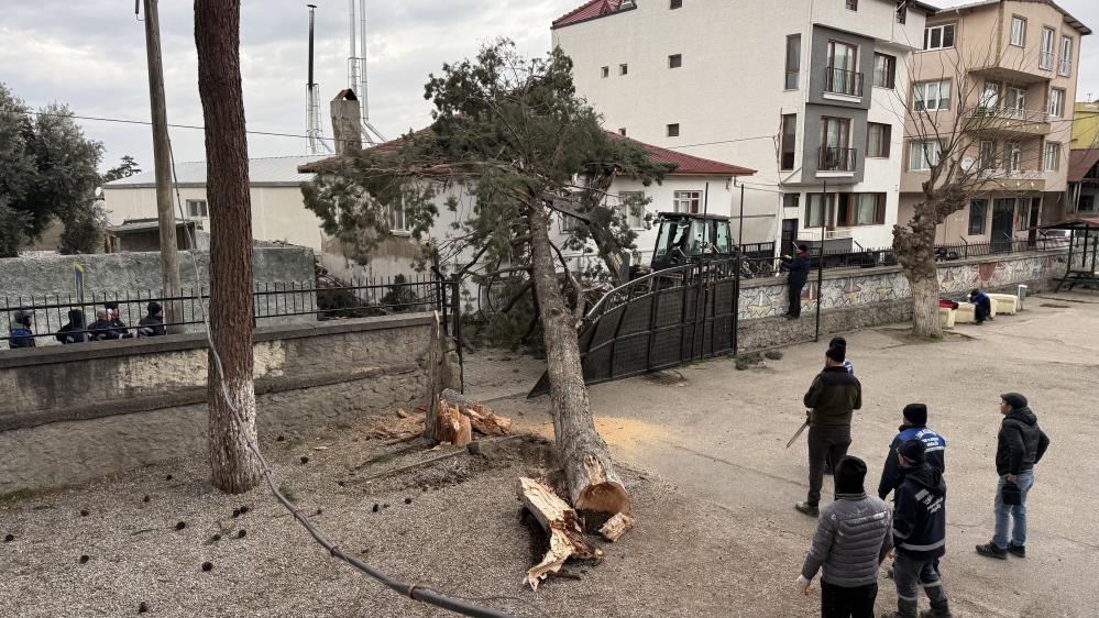 Bursa'da Lodos Facia Getirdi! Dev Ağaç Okul Bahçesine Devrildi (1)