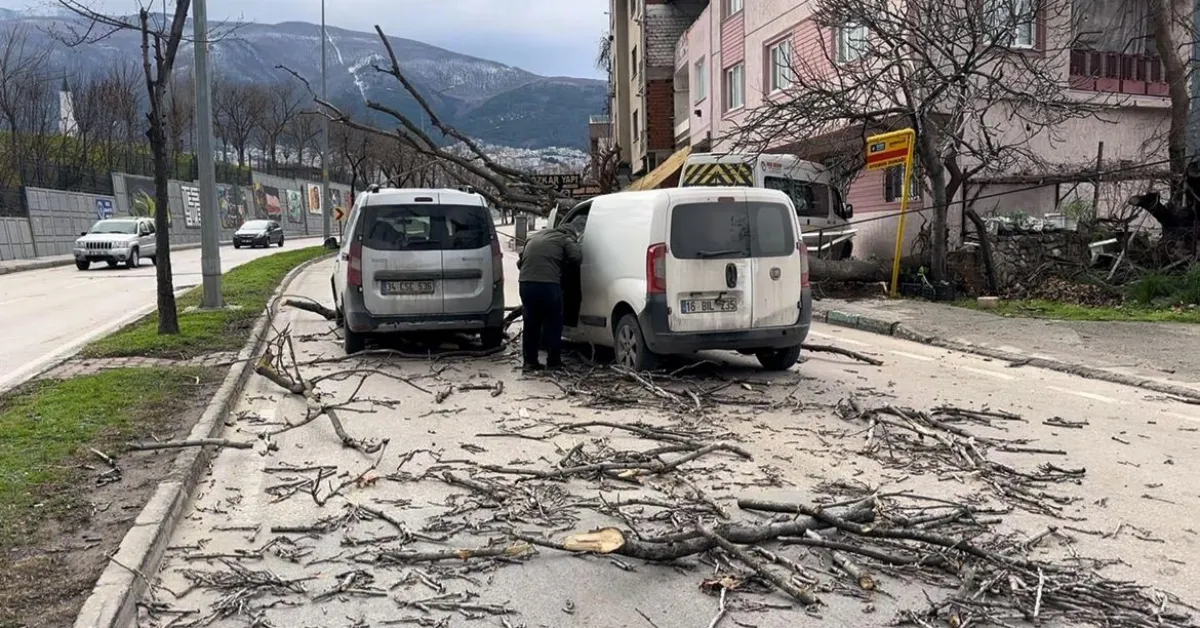 Bursa'da Şiddetli Lodos Ağaçları Devirdi Araçların Üzerine Düştü (2)