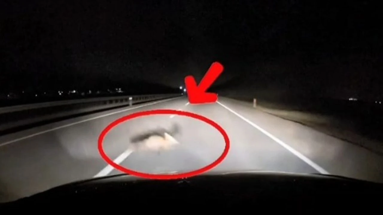 Bursada Yola Atlayan Tilkiye Arac Carpti