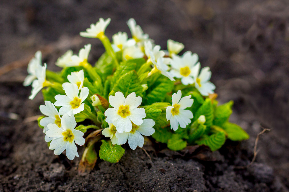 Çiçeklerin Koku Sırları Gençgazete (10)