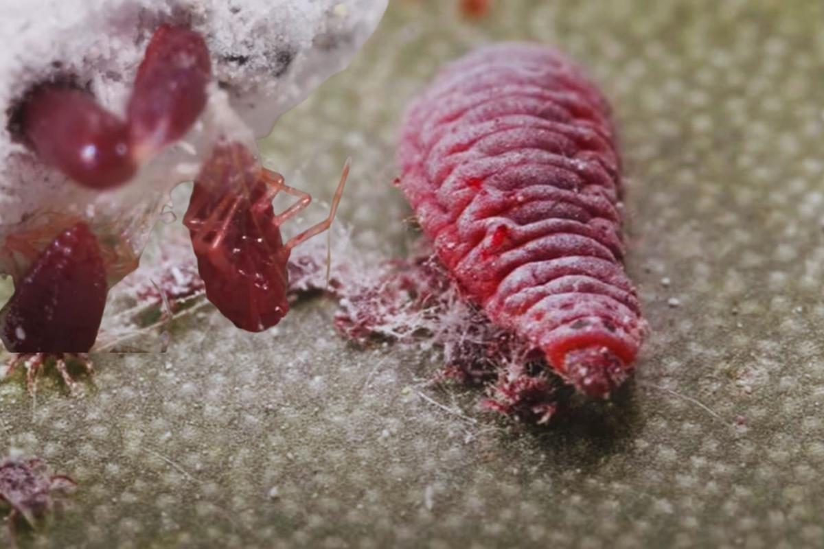 Coca Cola'nın Günümüzde Sahibi Kim Gençgazete (3)