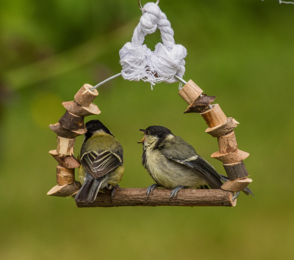 Dünya Kuş Günü (National Bird Day) 5 Ocak Ne Günü Gençgazete (6)
