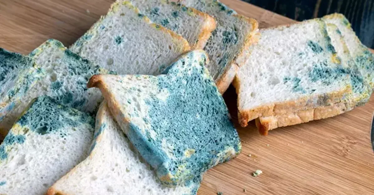 Ekmek Neden Küflenir Gencgazete