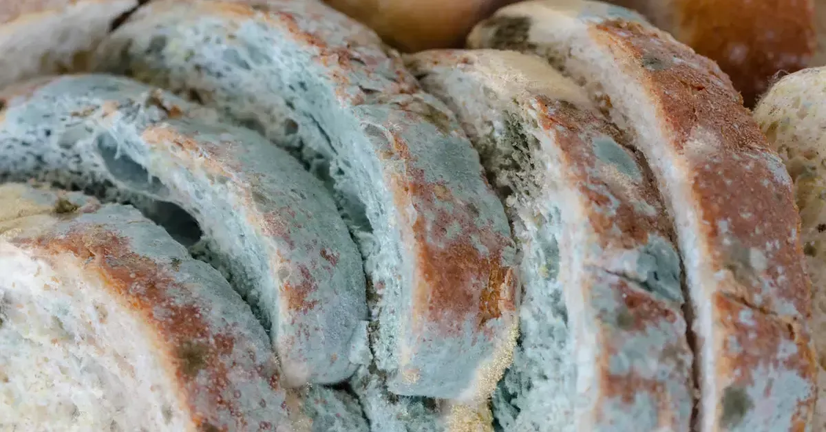 Ekmek Neden Küflenir2 Gencgazete