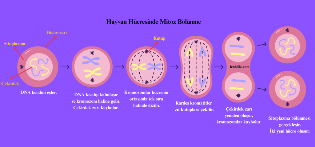 Ekran Resmi 2025 09 11 05.17.36