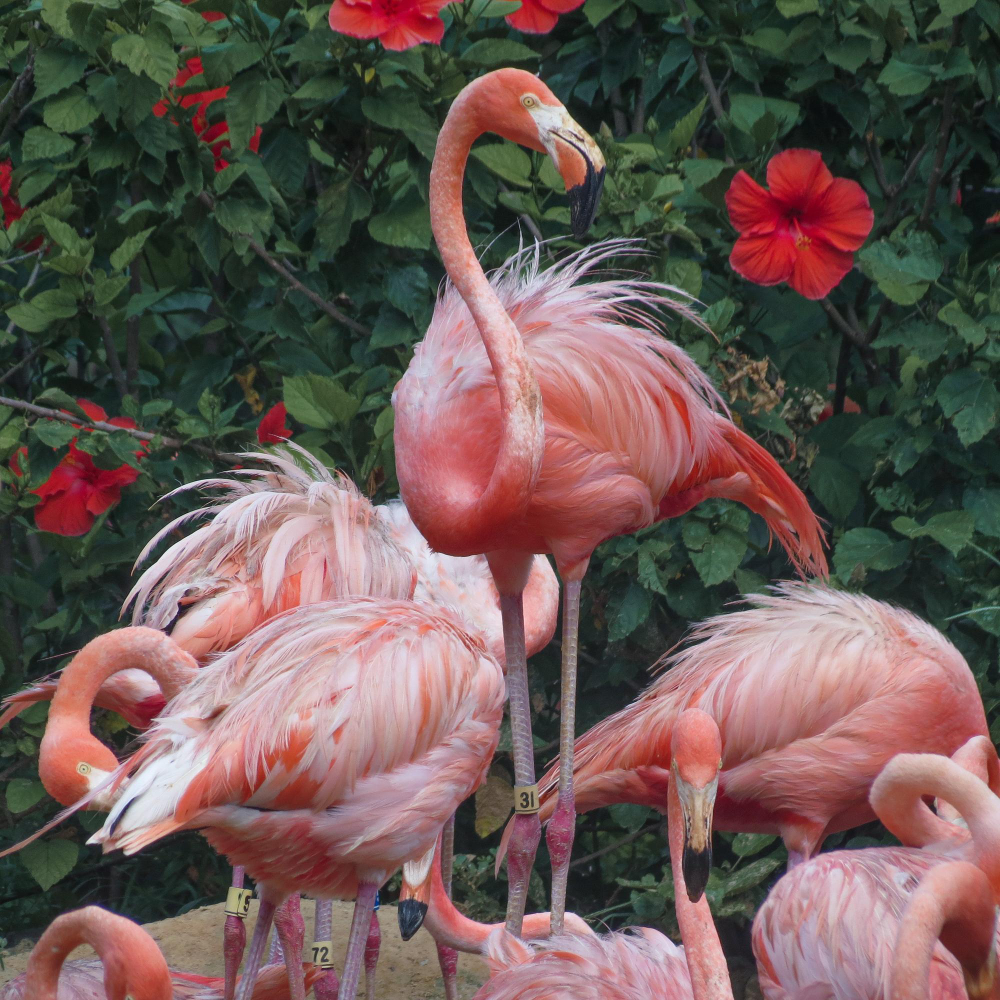 Flamingolar Neden Pembe Tek Ayak Üzerinde Neden Dururlargencgazete (12)