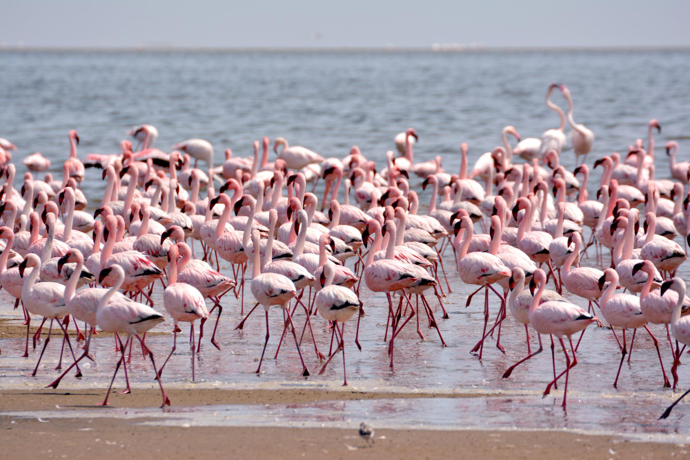 Flamingolar Neden Pembe Tek Ayak Üzerinde Neden Dururlargencgazete (13)