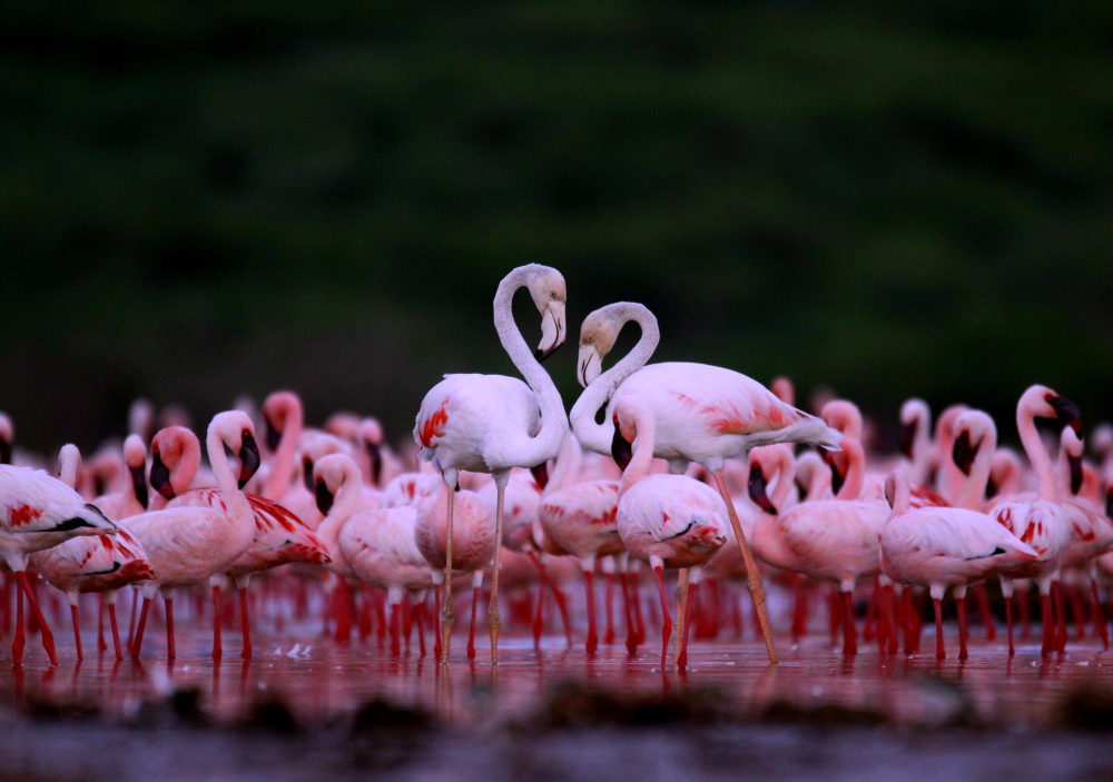 Flamingolar Neden Pembe Tek Ayak Üzerinde Neden Dururlargencgazete (14)