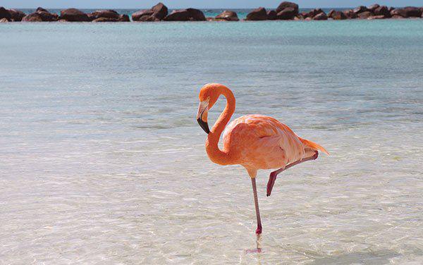 Flamingolar Neden Pembe Tek Ayak Üzerinde Neden Dururlargencgazete (16)