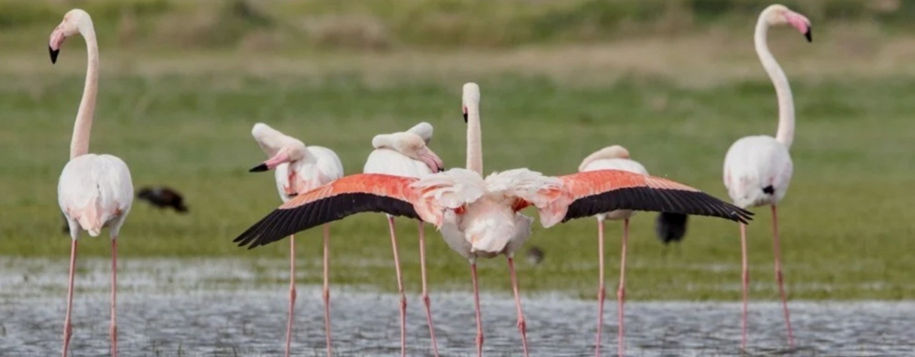 Flamingolar Neden Pembe Tek Ayak Üzerinde Neden Dururlargencgazete (17)