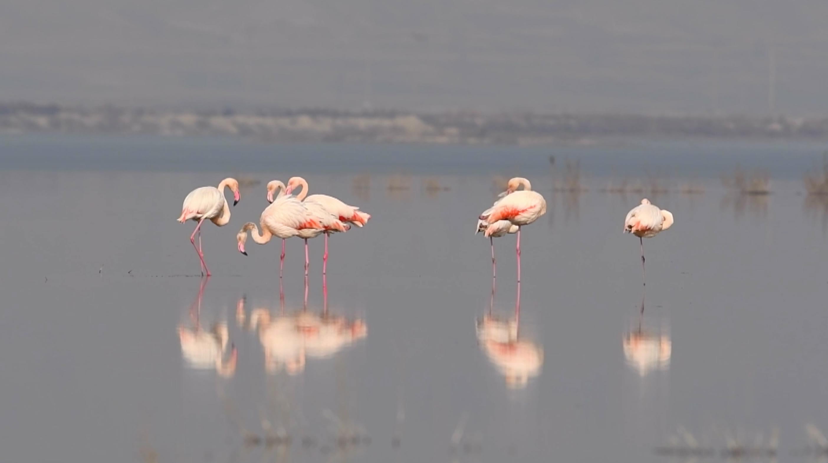 Flamingolar Neden Pembe Tek Ayak Üzerinde Neden Dururlargencgazete (2)