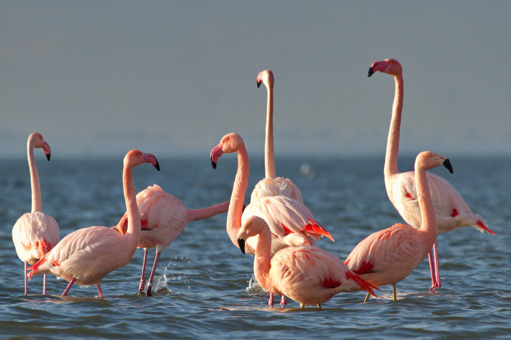 Flamingolar Neden Pembe Tek Ayak Üzerinde Neden Dururlargencgazete (4)