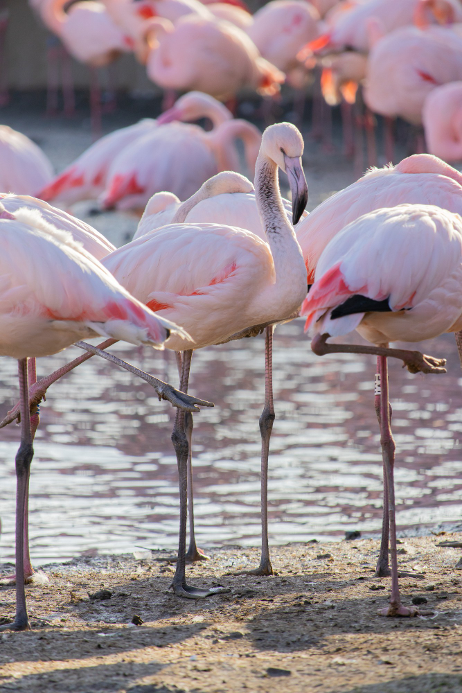 Flamingolar Neden Pembe Tek Ayak Üzerinde Neden Dururlargencgazete (8)