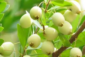 Hambeles (Murt) Nedir Hambeles Ne İşe Yarar, Faydaları Nelerdir (2)-1