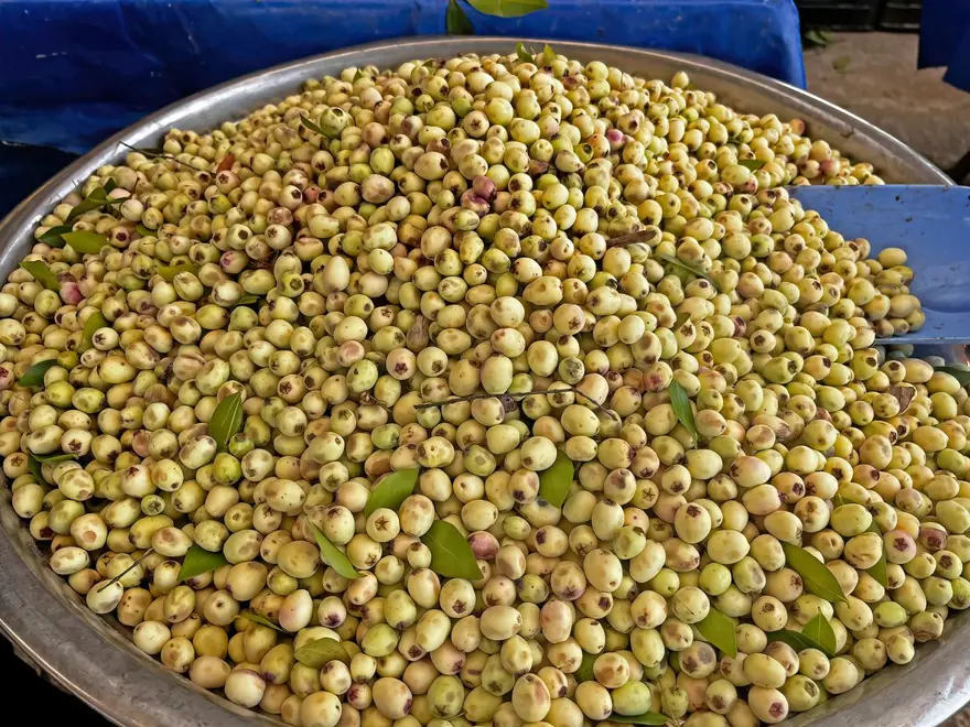 Hambeles (Murt) Nedir Hambeles Ne İşe Yarar, Faydaları Nelerdir (2)