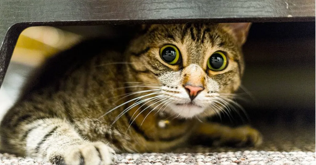 Hayvanlar Neden Insanlardan Korkar Gencgazete