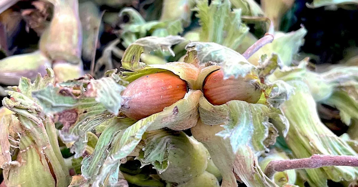 İnegöl'de Fındık Üretimi İçin Destek Talebi (3)