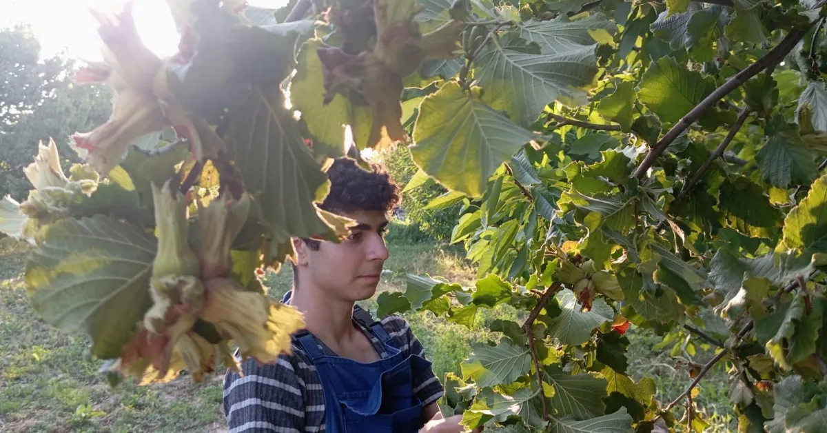 İnegöl'de Fındık Üretimi İçin Destek Talebi (4)