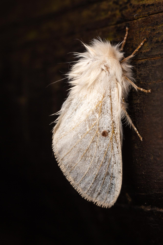 Ipek Böceği Koza Gençgazete (1)