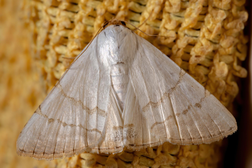 Ipek Böceği Koza Gençgazete (10)