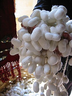 Ipek Böceği Koza Gençgazete (19)