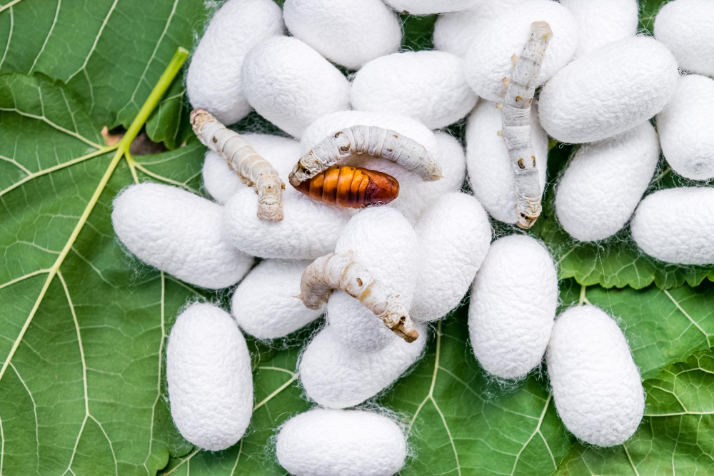 Ipek Böceği Koza Gençgazete (2)