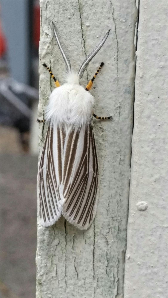 Ipek Böceği Koza Gençgazete (7)